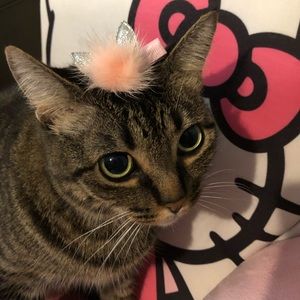 Pets hair accessories ❤️